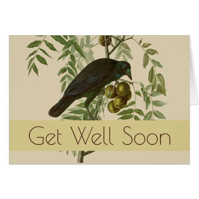 Audubon American Crow Black Bird (Front Horizontal)