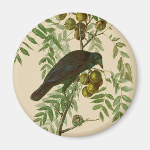 Audubon American Crow Black Bird Magnet