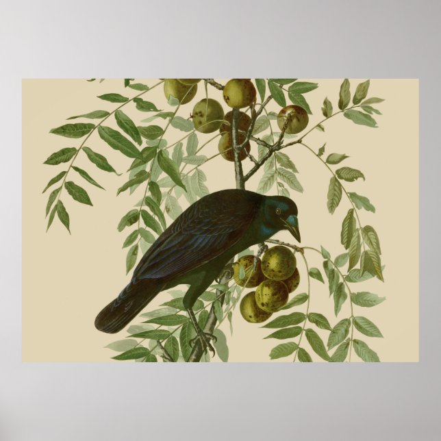Audubon American Crow Black Bird Poster (Front)