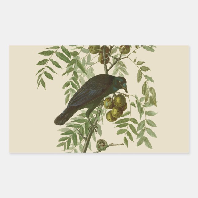 Audubon American Crow Black Bird Rectangular Sticker (Front)