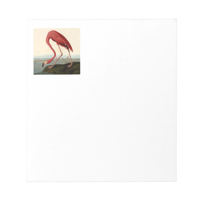 Audubon American Flamingo Notepad (Front)