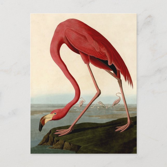 Audubon American Flamingo Postcard (Front)