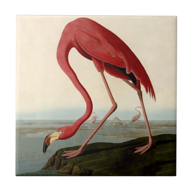 Audubon American Flamingo Tile (Front)