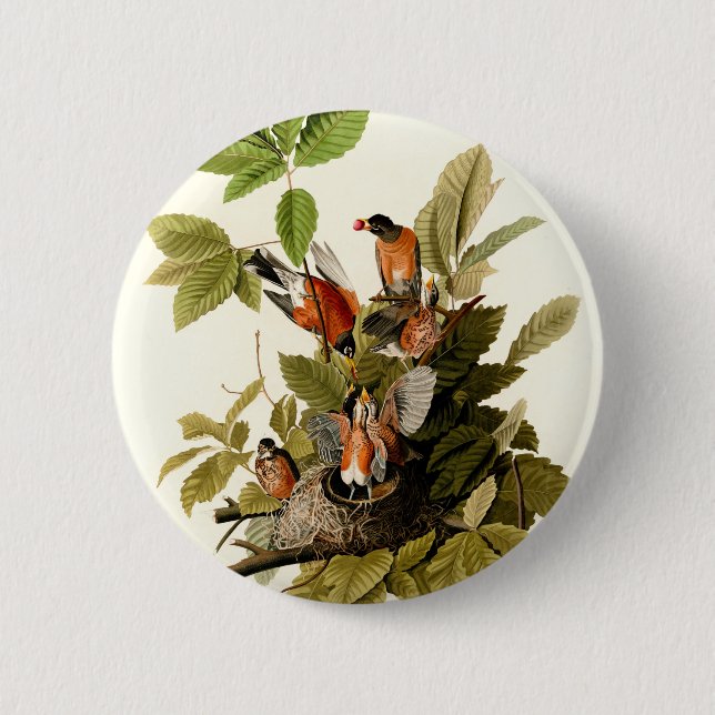 Audubon American Robin Wildlife Bird Illustration 6 Cm Round Badge (Front)