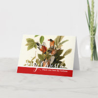 Audubon American Robin Wildlife Bird Illustration