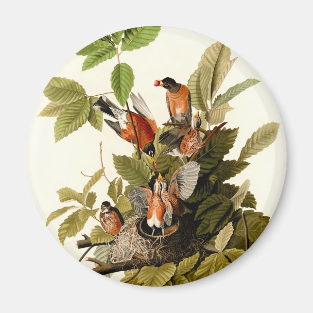 Audubon American Robin Wildlife Bird Illustration Magnet (Front)
