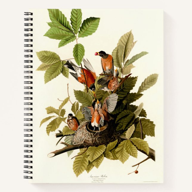Audubon American Robin Wildlife Bird Illustration Notebook (Front)