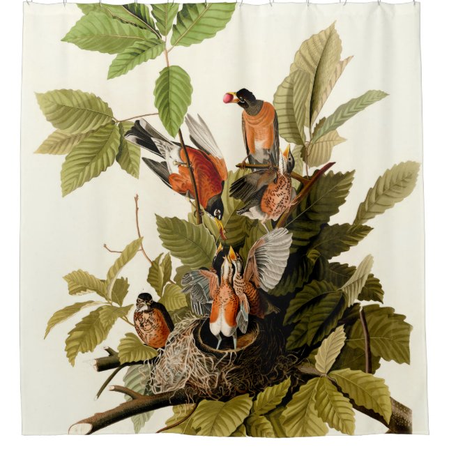 Audubon American Robin Wildlife Bird Illustration Shower Curtain (Front)