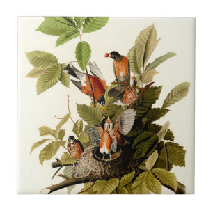 Audubon American Robin Wildlife Bird Illustration Tile
