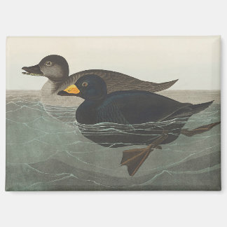 Audubon American Scoter Duck Bird Painting Magnet