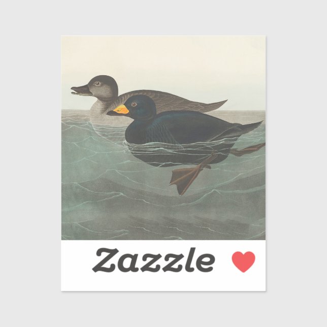 Audubon American Scoter Duck Classic (Sheet)