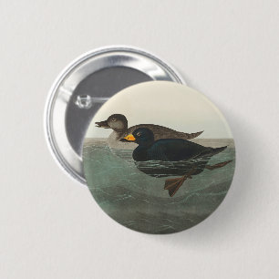 Audubon American Scoter Duck Classic 6 Cm Round Badge
