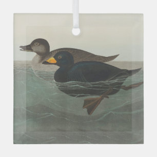 Audubon American Scoter Duck Classic Glass Tree Decoration