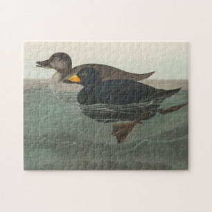 Audubon American Scoter Duck Classic Jigsaw Puzzle