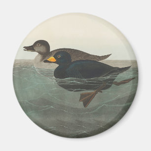 Audubon American Scoter Duck Classic Magnet