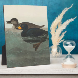 Audubon American Scoter Duck Classic Plaque
