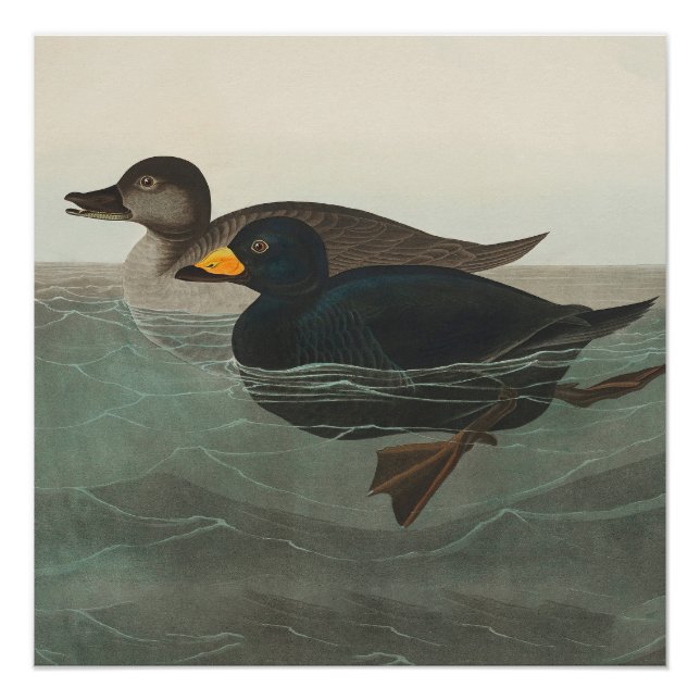 Audubon American Scoter Duck Classic Poster (Front)