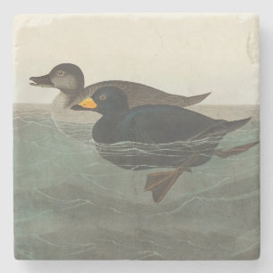 Audubon American Scoter Duck Classic Stone Coaster