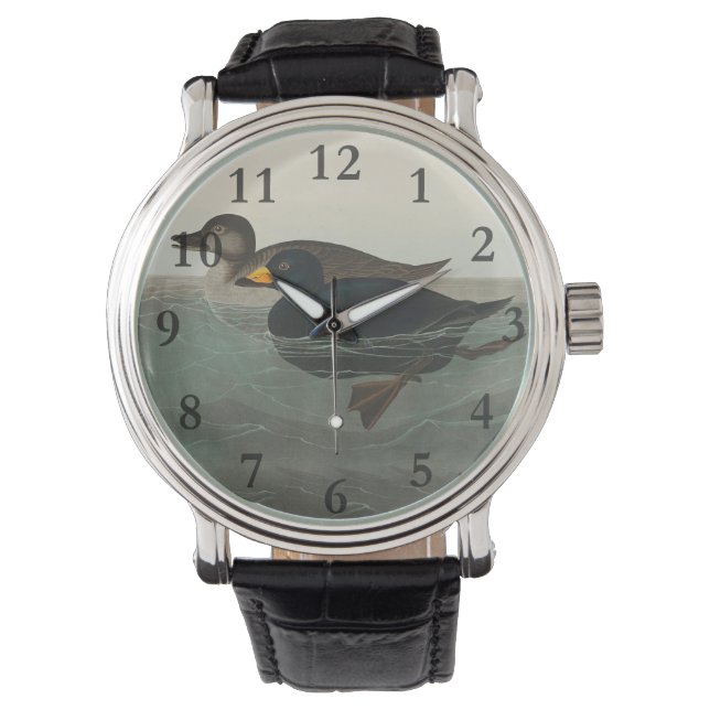 Audubon American Scoter Duck Classic Watch (Front)