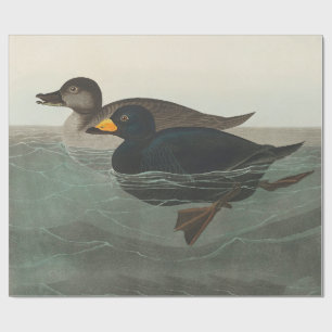 Audubon American Scoter Duck Classic Wrapping Paper