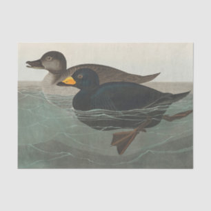 Audubon American Scoter Duck  Tissue Paper