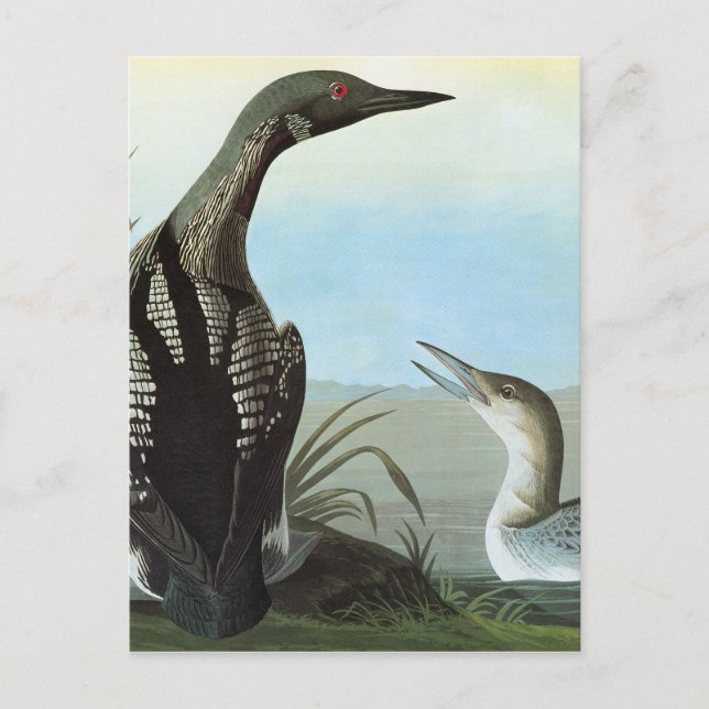 Audubon: Arctic Loon Postcard (Front)