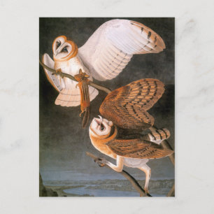 Audubon: Barn Owl Postcard