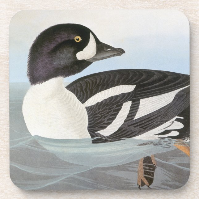 Audubon: Barrow's Goldeneye Coaster (Front)