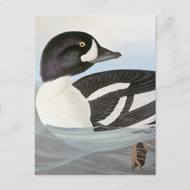 Audubon: Barrow's Goldeneye Postcard (Front)