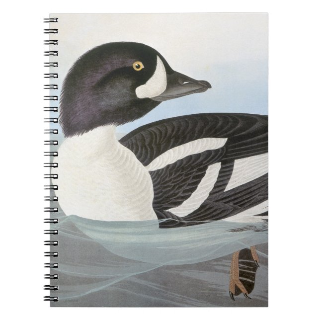 Audubon: Barrow's Goldeneye Spiral Notebook (Front)