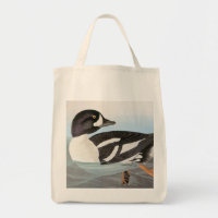 Audubon: Barrow's Goldeneye