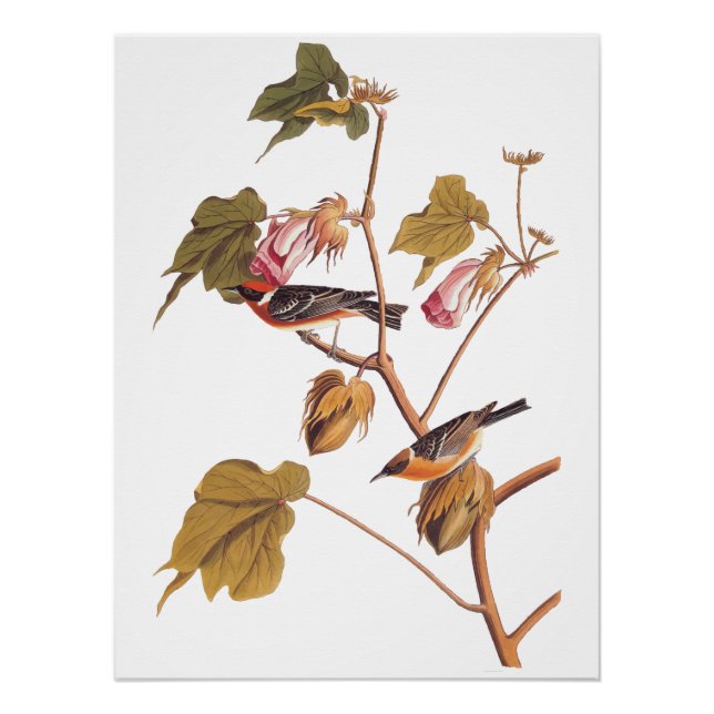 Audubon Bay-Breasted Warbler Bird on Cotton Plant Poster (Front)