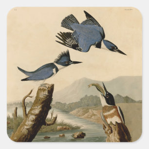 Audubon Belted Kingfisher Vintage Bird Nature Square Sticker