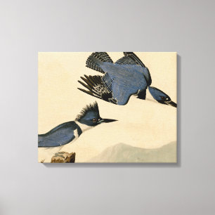 Audubon Belted Kingfisher Wildlife Bird Canvas Print