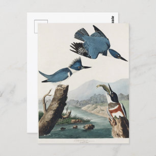 Audubon Belted Kingfisher Wildlife Bird Painting Postcard