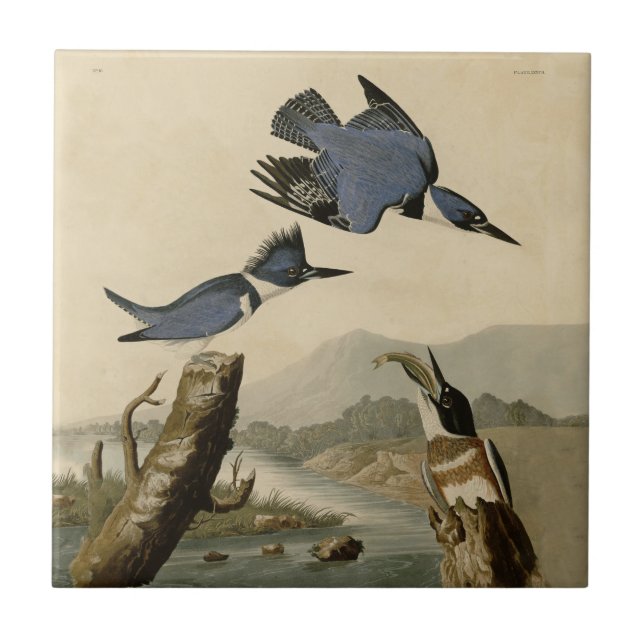 Audubon Belted Kingfisher Wildlife Bird Tile (Front)