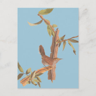 Audubon Bewick's Wren Solitary Song Bird on Branch Postcard