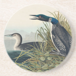 Audubon Bird Loon Diver Classic Coaster