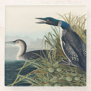 Audubon Bird Loon Diver Classic Glass Coaster