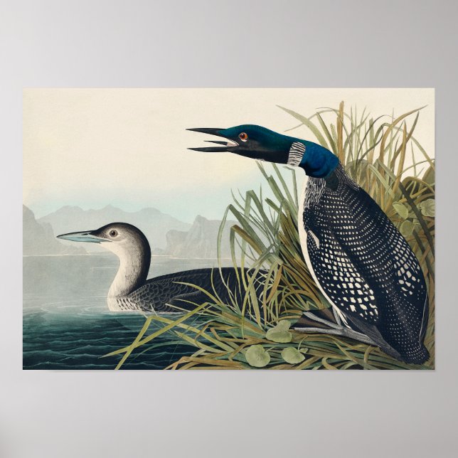 Audubon Bird Loon Diver Classic Poster (Front)