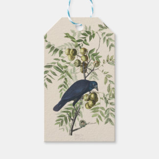 Audubon Black Crow American Bird Illustration Gift Tags