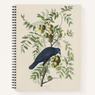 Audubon Black Crow American Bird Illustration Notebook