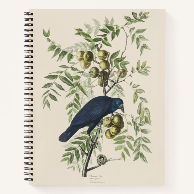 Audubon Black Crow American Bird Illustration Notebook (Front)