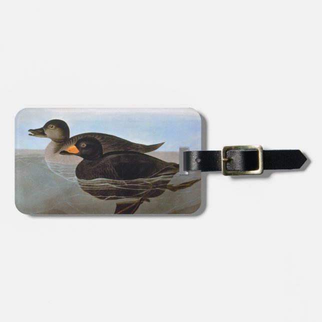 Audubon: Black Scoter Luggage Tag (Front Horizontal)