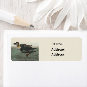Audubon Black Scoter Print: Vintage Coastal Duck