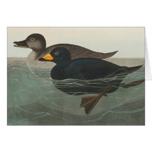 Audubon Black Scoter Print: Vintage Coastal Duck