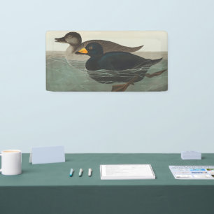 Audubon Black Scoter Print: Vintage Coastal Duck Banner