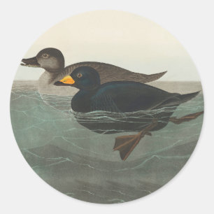 Audubon Black Scoter Print: Vintage Coastal Duck Classic Round Sticker