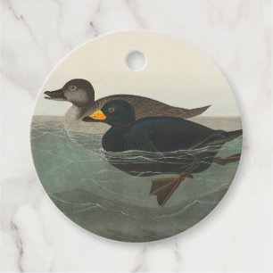 Audubon Black Scoter Print: Vintage Coastal Duck Favour Tags