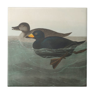 Audubon Black Scoter Print: Vintage Coastal Duck Tile